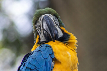 Macaw (Arara) close-up