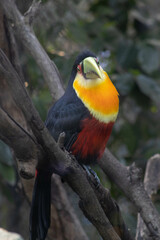 Toucan (tucano)