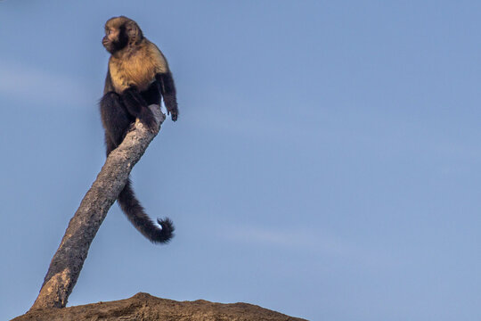 Capuchin monkey puppy (Macaco prego)