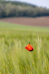 Nice poppy flower in the cereal field in springtime