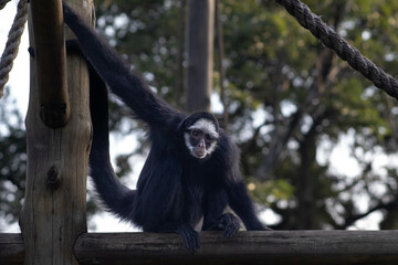 spider monkey portrait (macaco aranha)