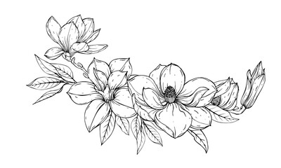 Composition of magnolia flowers. Sketch using black and white lines.  © Ольга Никифорова
