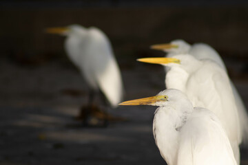 Heron (garça) family