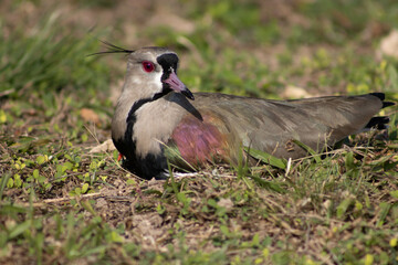 Quero-Quero (lapwing bird)