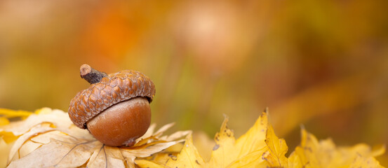 Detailed macro view of a fallen acorn