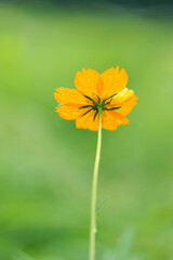 雨の日のキバナコスモス