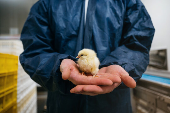 Close-up of person holding chick in hands