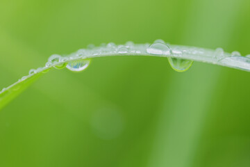 雨の日の繊細な葉としずく