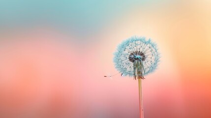 Obraz premium A floating dandelion in the midst of a serene pastel sunrise AI generated illustration
