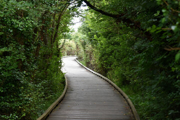 Naklejka premium un chemin de bois à travers la foret, france