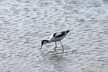 avocet. castel of Suscinio, natural reserve of the castle of Suscinio. Golf of Morbihan.