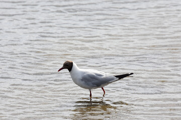 black-headed gull, suscinio, castel of suscinio, brittany, golf of morbihan, tourism, beauty of brittany