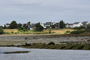 oyster farmer, Ria d''Etel, Golf Of Morbihan, Beauty of Brittany,  France