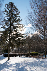 Winter landscape with pine tree.