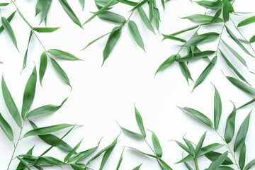Isolated on white background, dark green leaves of bamboo ornamental forest garden plant.