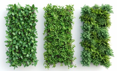 Obraz premium A tropical plant garden with a white background