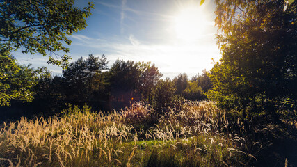 Sunny day in the wild forest