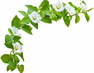Isolated Trachelospermum Jasminoides creeper plants on transparent background. 3D animation.