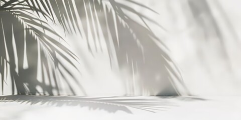 Palm Tree Shadow on White Wall