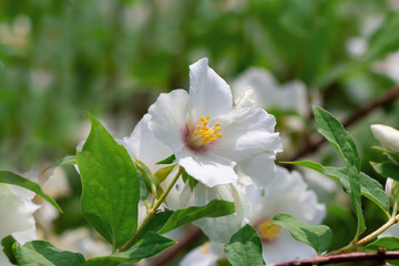  jasmine flowers on branches with green leaves