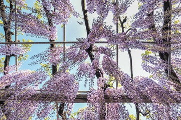 Landscape View Of Great Wisteria Blooming Like Waterfalls At Ashikaga Flower Park, Tochigi, Japan