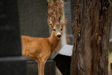 roe buck on a graveyard between graves
