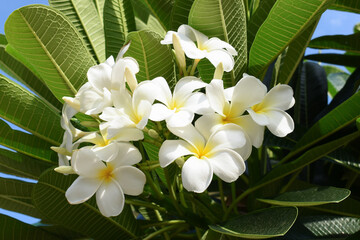 Fototapeta premium beautiful white frangipani flower blooming in springtime, natural background