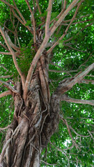 beautiful banyan tree with branch and green leaf