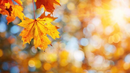 Golden maple leaves on blurred background in fall park