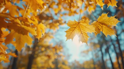 Fototapeta premium Golden maple leaves on blurred background in fall park