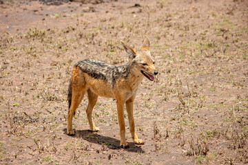 A black-backed jackal looking into the distance in  Serengeti, Tanzania