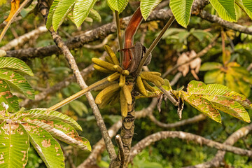 rainforest plants in the Monteverde rigion in Costa Rica