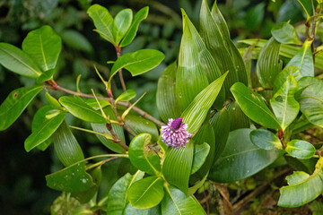rainforest plants in the Monteverde rigion in Costa Rica