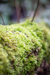 Obraz premium Close up moss on tree in the forest