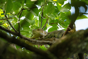iguana in a tree in Costa Rica
