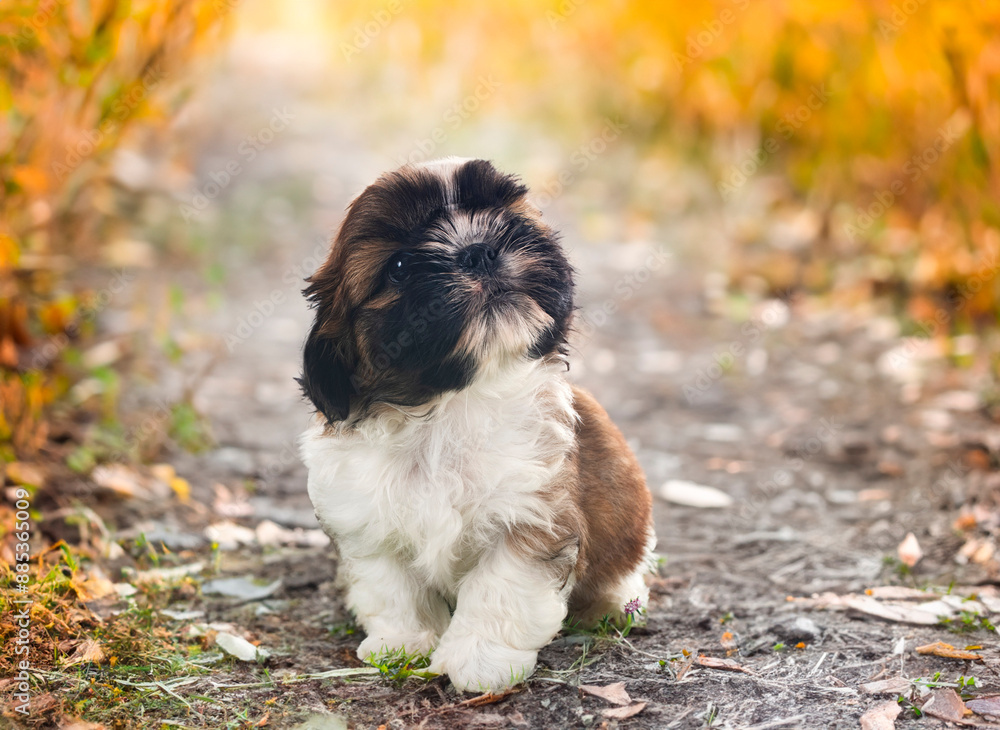 Sticker puppy shih tzu in nature