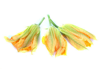 zucchini in studio