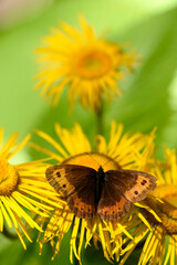 butterfly on flower