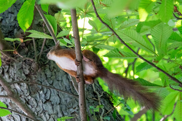 Eichhörnchen sitzt auf einem Ast und ist springbereit