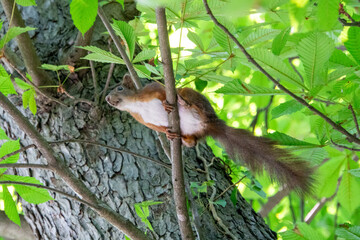 Eichhörnchen sitzt auf einem Ast und ist springbereit