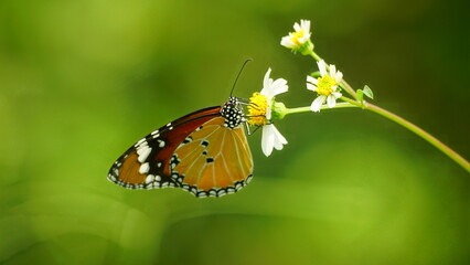 Close-up of wild Danaus chrysippus butterfly