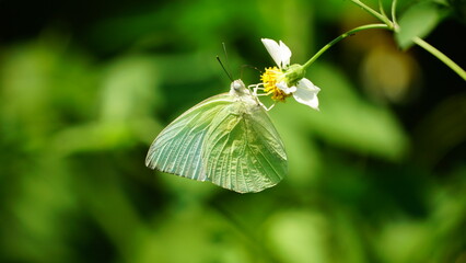 Close-up of butterfly sucking nectar from flower