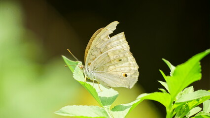 Close-up of butterfly sucking nectar from flower