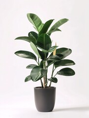 A single large ornamental plant in an elegant pot, displayed against a pristine white background