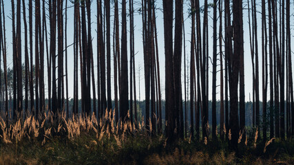 Tall pines and grass. Summer day in the forest.