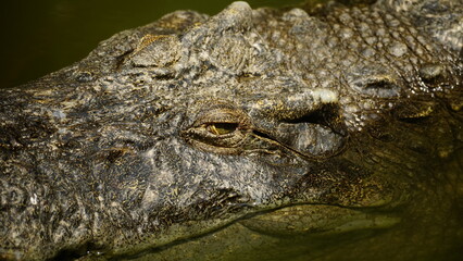 Close-up of crocodile on the water