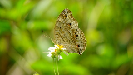 Close-up of Junonia atlites butterfly
