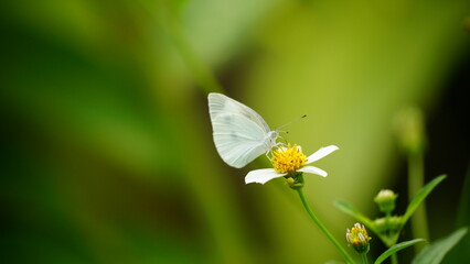 Close-up of butterfly sucking nectar from flower © Nguyen Thi Nhu Quynh