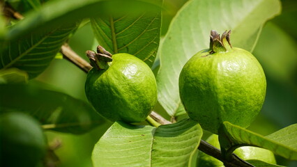 Close-up of guava fruit on a tree in the garden