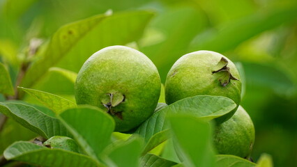 Close-up of guava fruit on a tree in the garden